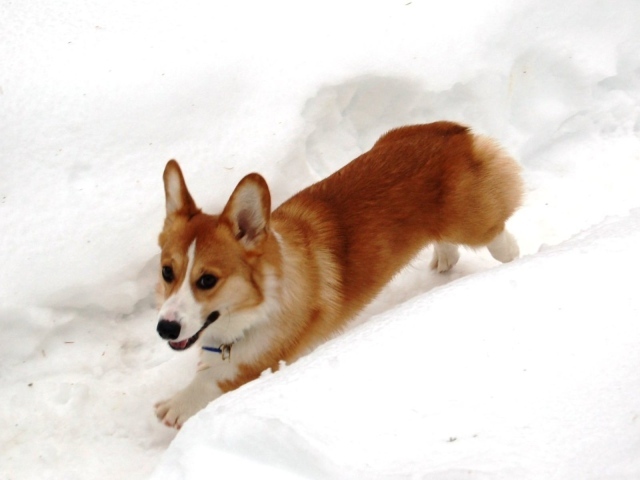 Собака вельш-корги бежит в снегу