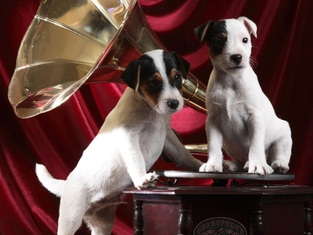 Собаки на грамофоне