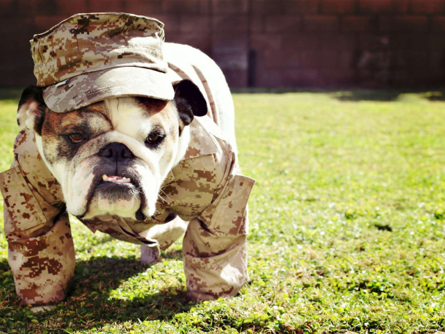 Английский бульдог в военной форме