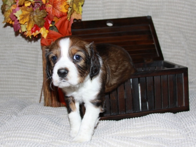 Собака английский спрингер спаниель вылез из корзинки