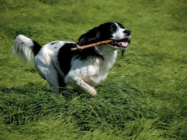 Английский спрингер спаниель с палкой