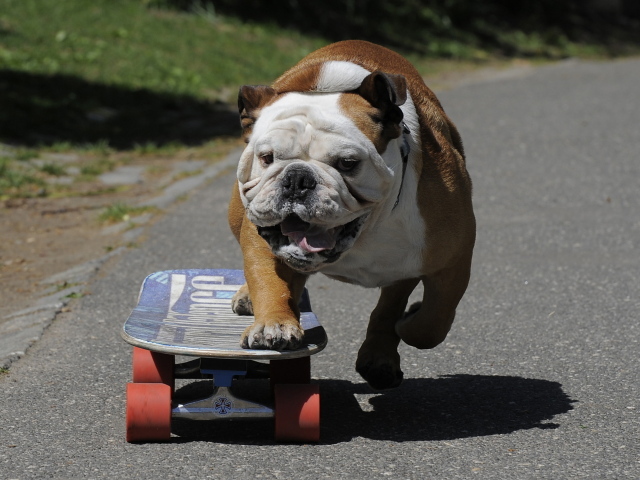 Английский бульдог на скейте