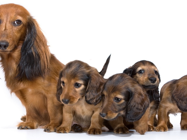 Семья собак такс