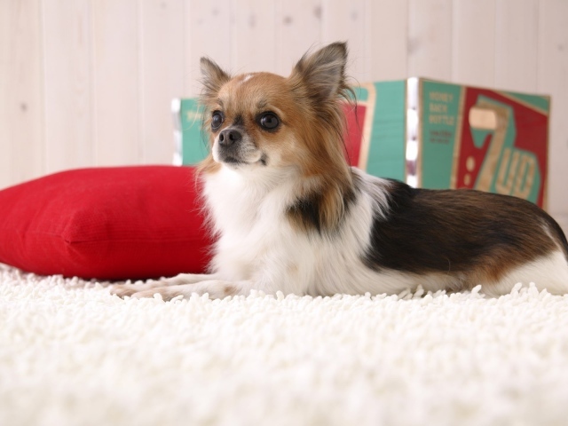 Пушистая чихуахуа на красной подушке