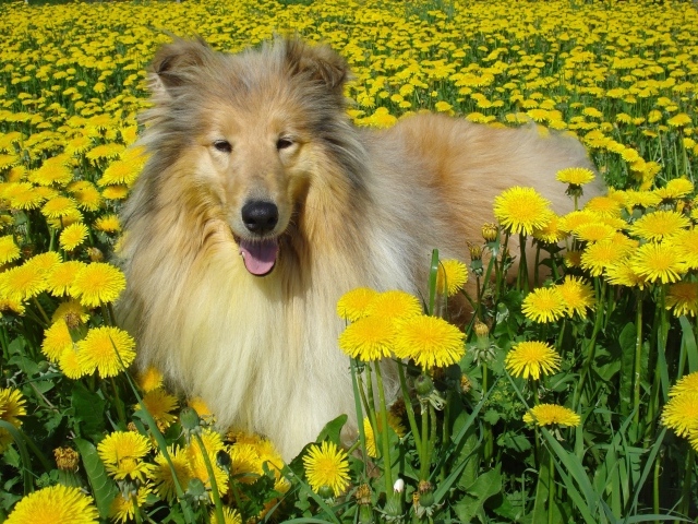 Пушистая колли среди одуванчиков