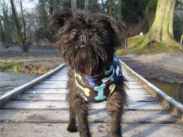 Забавный песик аффенпинчер