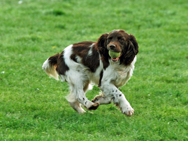 Забавный английский спрингер спаниель
