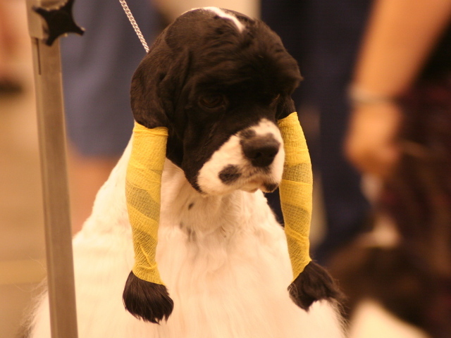 Забавная прическа американского кокер спаниеля