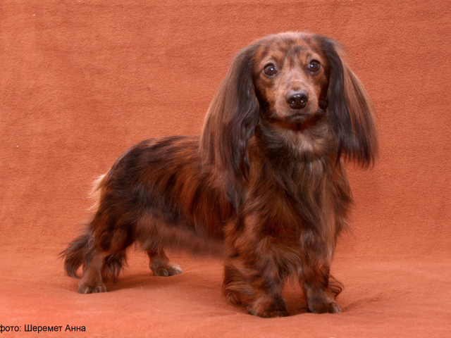 Пушистая такса позирует