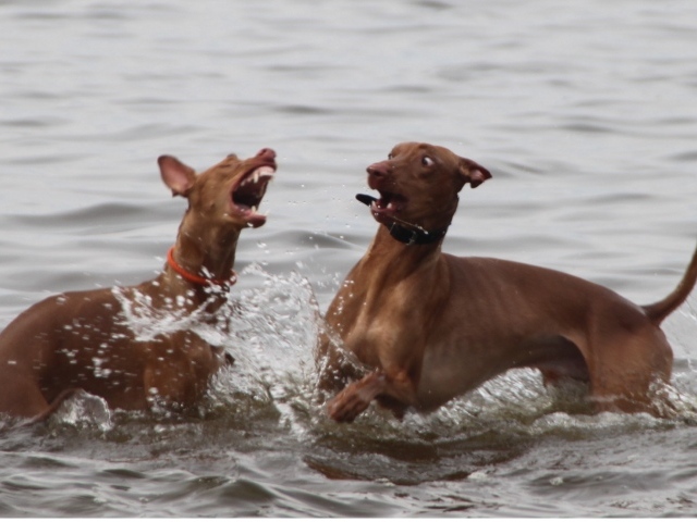 Игры фараоновых собак в воде