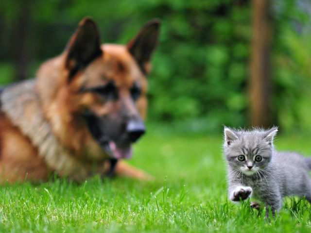 Немецкая овчарка смотрит на котенка
