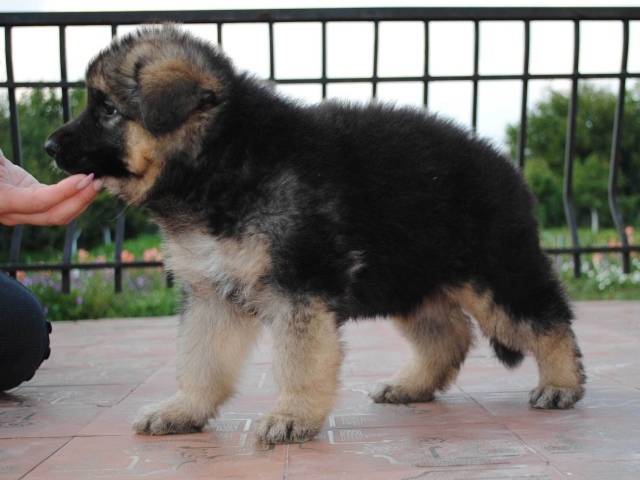 Щенок немецкой овчарки