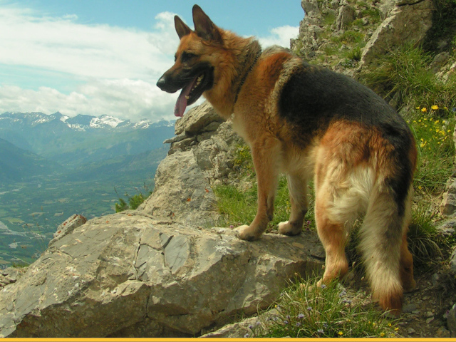 Немецкая овчарка среди скал