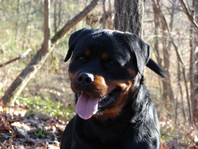 Добрый взгляд ротвейлера