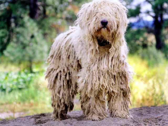 Великолепный пес комондор