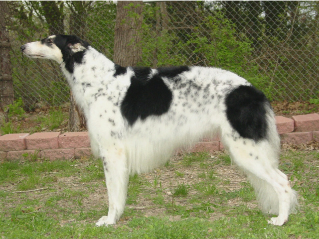 Борзая собака в вольере