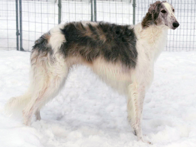 Борзая собака стоит на снегу