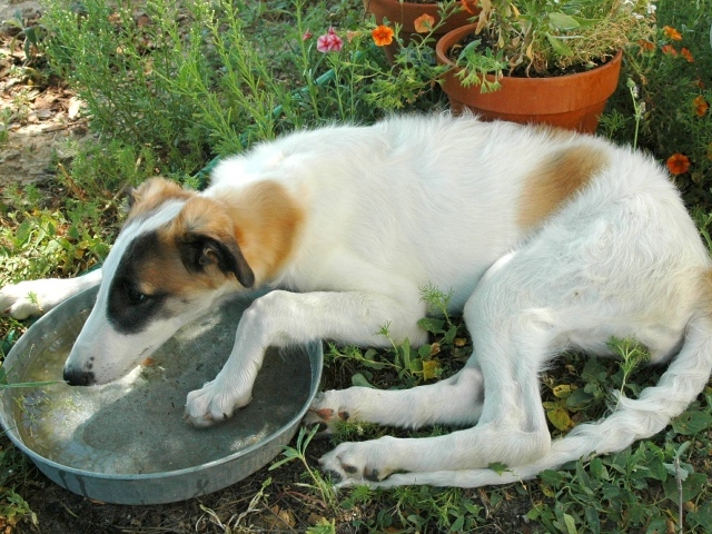 Борзая пьет воду