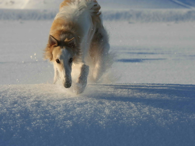 Борзая бежит по снегу