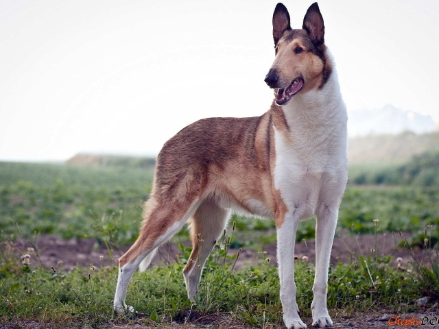 Короткошерстная собака колли