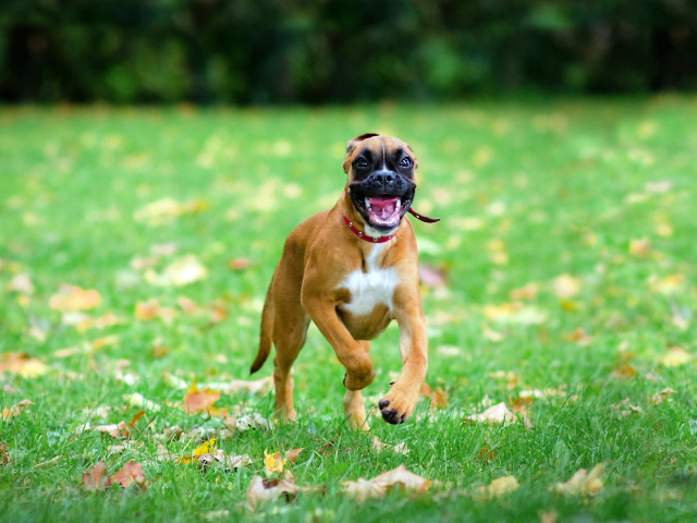 Счастливая собака бежит по траве