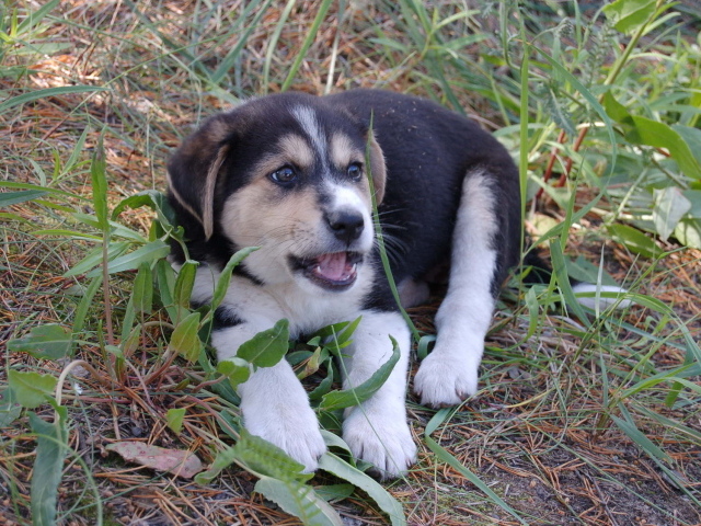 Щенок лайки в траве