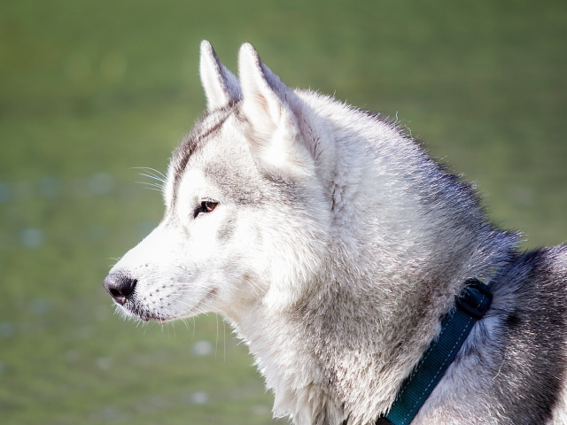 Хаски с ошейником