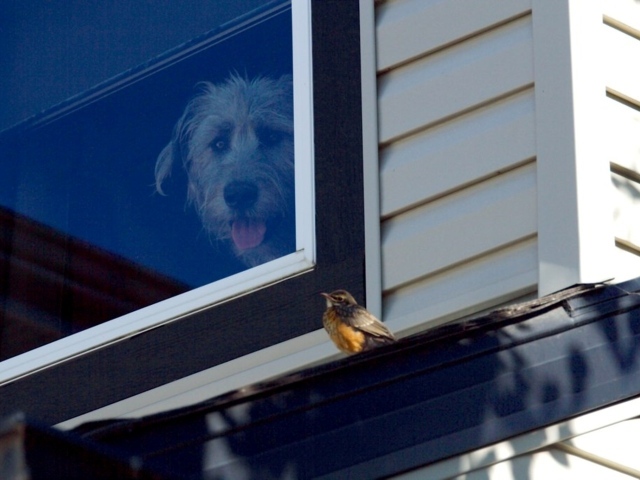 Ирландский волкодав смотрит из окна