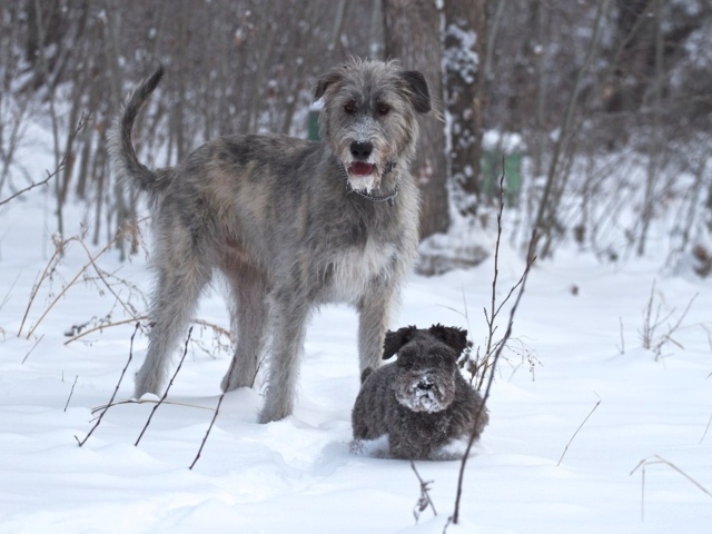 Ирландский волкодав с маленьким другом