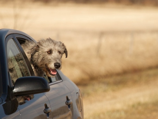 Пес ирландский волкодав смотрит в окно