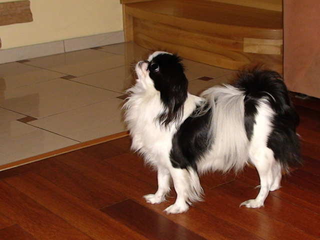 Японский хин на полу