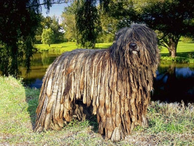 Собака комондор в парке