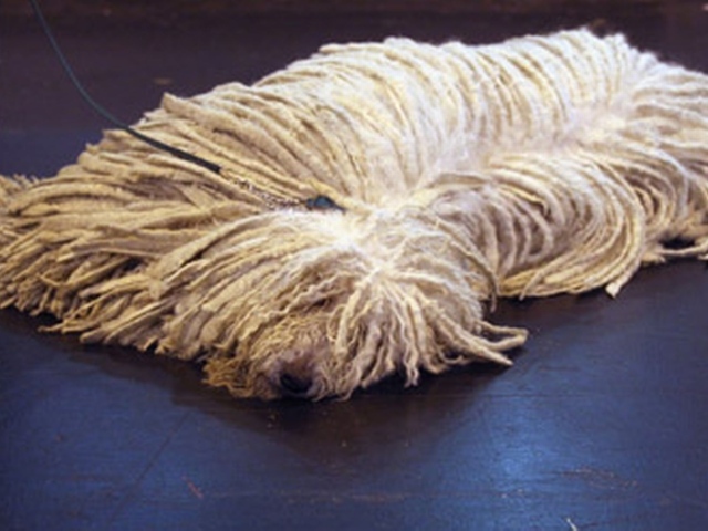 Собака комондор лежит на полу