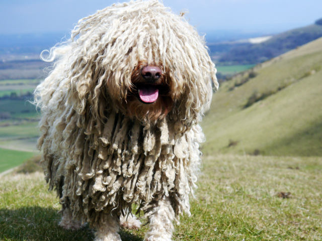 Комондор в горах