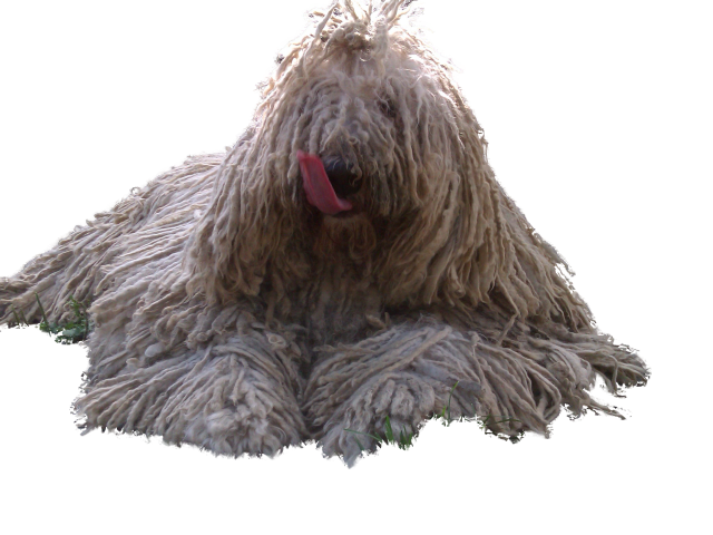 Комондор показывает язык