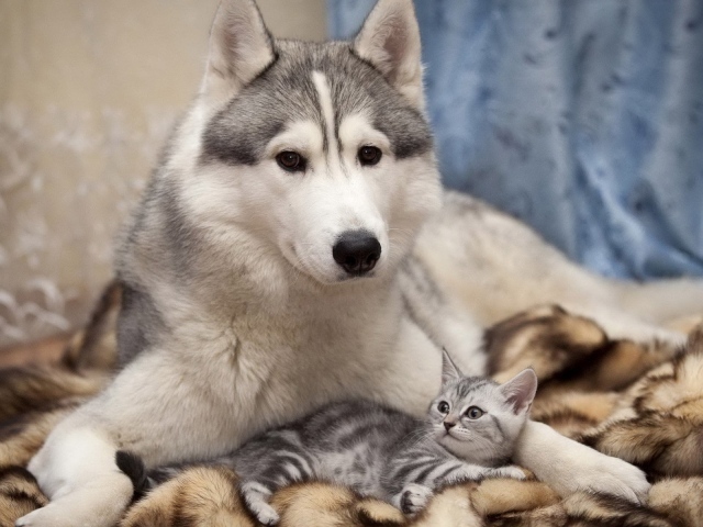 Лайка с котенком