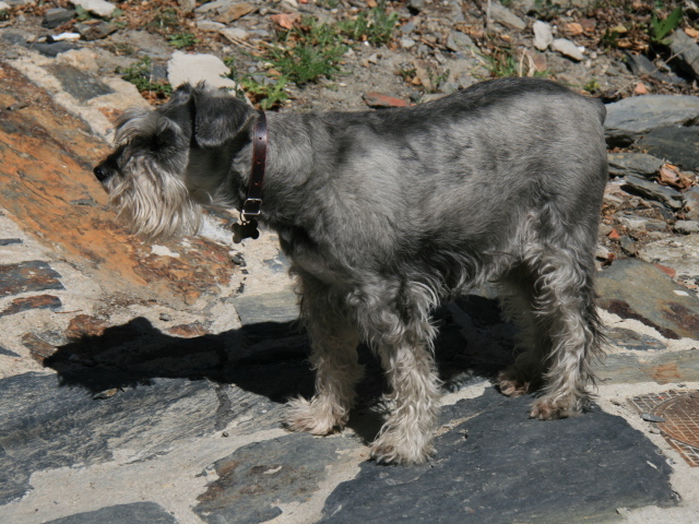 Большой серый шнауцер