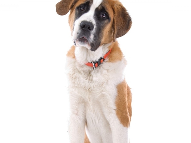 Маленький пес сенбернар