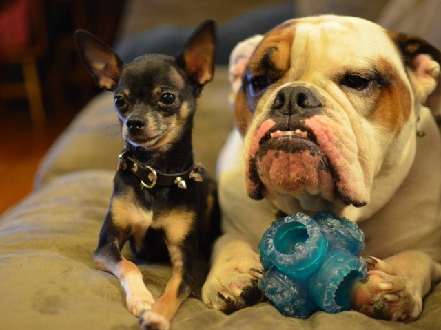 Маленькая чихуахуа с большим псом