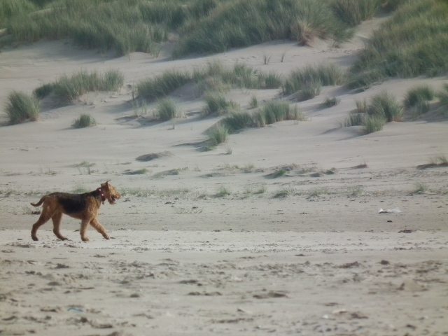 Одинокий эрдельтерьер в пустыне