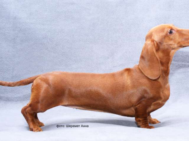 Длинная такса на голубом фоне