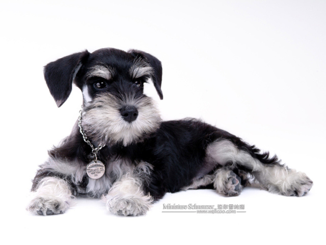 Миниатюрный шнауцер с наградой