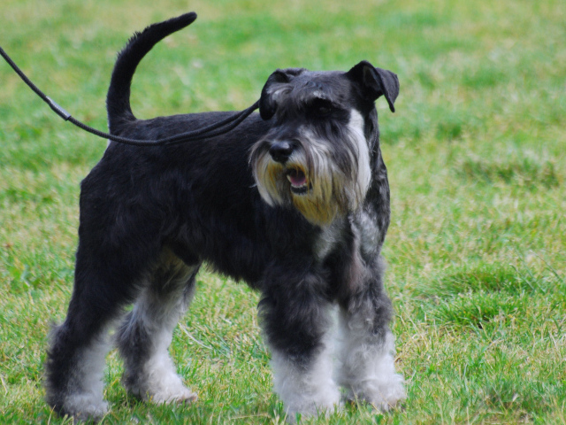 Миниатюрный шнауцер на поводке