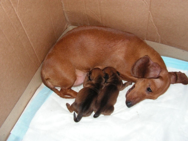 Мама такса с щенками