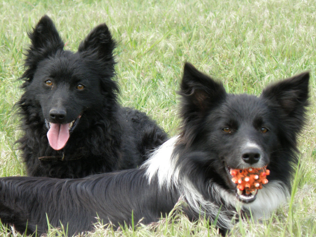 Собаки муди с игрушкой