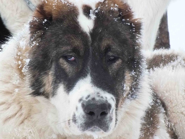 Морда алабая в снегу