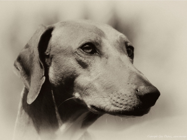 Мордочка собаки азавак