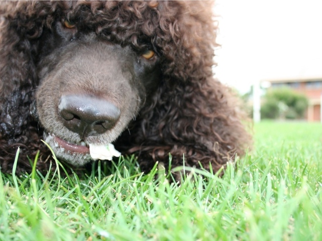 Морда собаки ирландский водяной спаниель