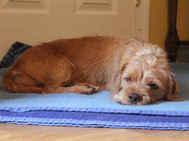 Норфолк терьер лежит на коврике