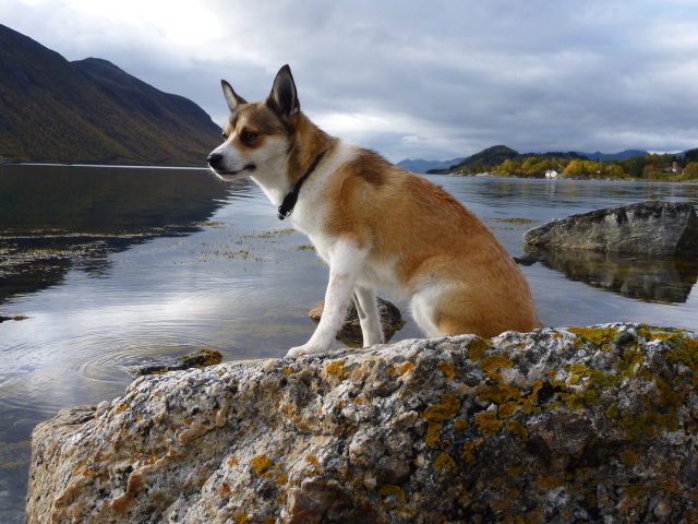 Норвежский лундехунд на камне